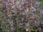 Preview: Prunus virginiana "Shubert" - Virginische Traubenkirsche