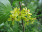 Preview: Ribes aureum - Gold-Johannisbeere