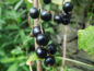Preview: Ribes nigrum "Tsema" - Schwarze Johannisbeere