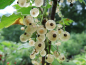 Preview: Ribes rubrum "Weiße Versailler" - Weiße Johannisbeere