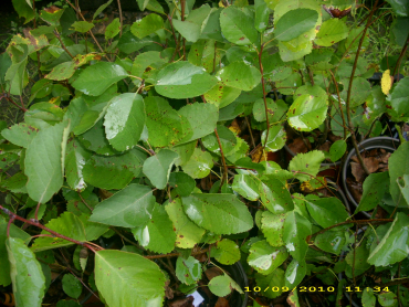 Amelanchier alnifolia "Northline" - Erlenblättrige Felsenbirne