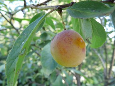 Prunus domestica syriaca "Von Nancy" - Mirabelle