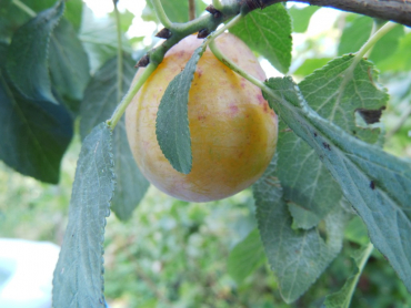 Prunus domestica syriaca "Bellamira"(S) - Mirabelle