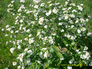 Aronia prunifolia - Schwarze Apfelbeere