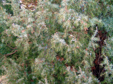 Juniperus communis - Gemeiner Wacholder weiblich
