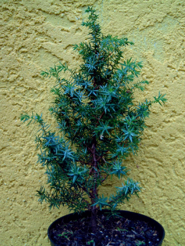Juniperus communis "Sieben Steinhäuser" - Säulenwacholder