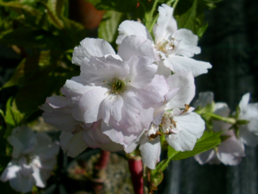 Prunus serrulata "Amanogava" - Japanische Säulen-Zierkirsche