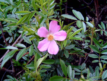 Rosa nitida - Glanzrose