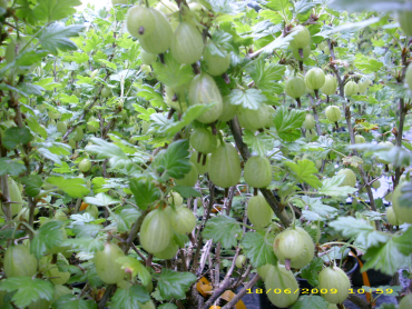 Ribes uva-crispa "Invicta"(S) - Stachelbeere gelbgrün