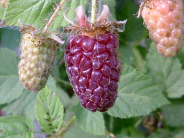Rubus fruticosus x idaeus "Tayberry" - Brombeer-Himbeer-Hybride