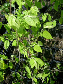 Celtis occidentalis - Westlicher Zürgelbaum