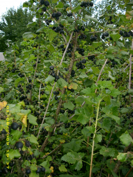 Ribes nidigrolaria "Jocheline" - Jostabeere