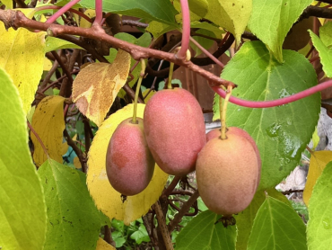 Actinidia arguta "Bingo" (PBR) -  Mini-Kiwi / weiblich