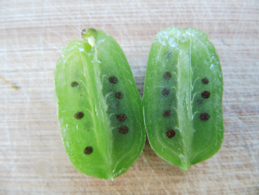 Actinidia arguta "Issai" -  Mini-Kiwi / selbstfruchtbar