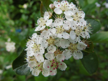 Aronia prunifolia "Nero" - Schwarze Apfelbeere