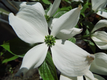 Cornus florida - Amerikanischer Blumen-Hartriegel