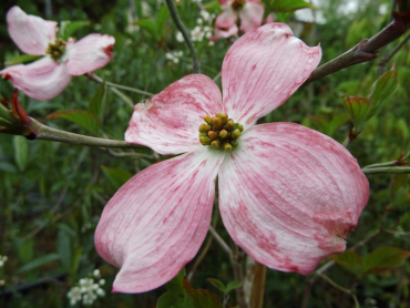 Cornus florida "Rubra" - Amerikanischer Blumen-Hartriegel