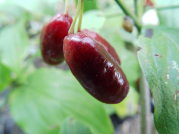 Cornus mas "Titus" - Kornelkirsche