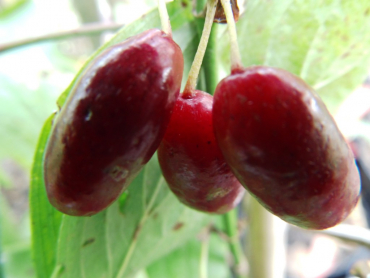 Cornus mas "Titus" - Kornelkirsche