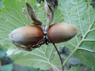 Corylus avellana "Lange Zellernuß" - Großfruchtige Haselnuß