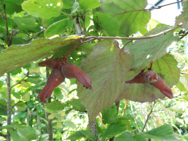 Corylus maxima "Purpurea" - Rotlaubige Haselnuß