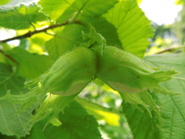 Corylus maxima x avellana "Nottinghams Frühe" - Großfruchtige Haselnuß