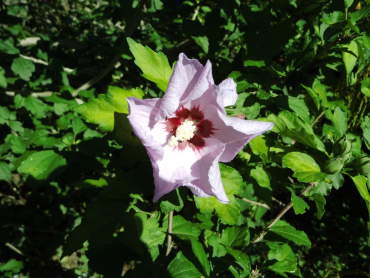 Hibiscus syriacus - Garten-Hibiscus