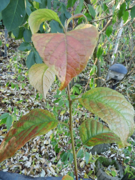 Halesia carolina var. monticola - Großer Schneeglöckchenbaum