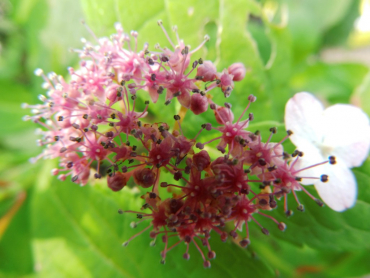 Hydrangea serrata "Oamacha"- Japanische Tee-Hortensie