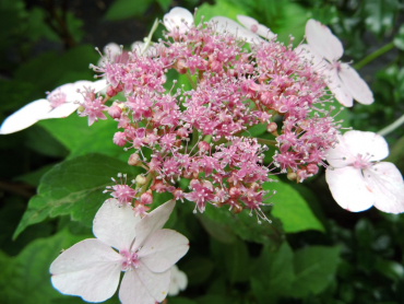 Hydrangea serrata "Oamacha"- Japanische Tee-Hortensie