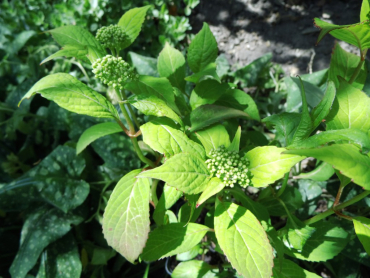 Hydrangea serrata "Oamacha"- Japanische Tee-Hortensie