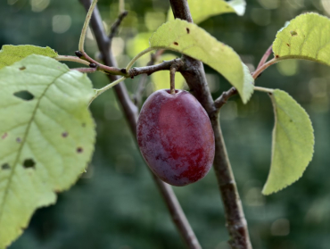 Prunus domestica ssp. pomariorum "Roter Spilling" - Spilling