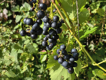 Vitis vinifera "Regent" - Edle Weinrebe