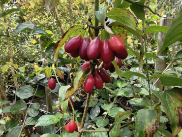 Cornus mas "Paczoski" - Kornelkirsche