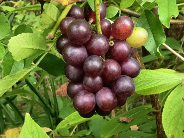 Vitis vinifera "Incana" - Edle Weinrebe
