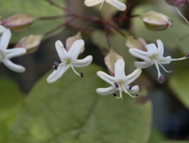 Clerodendrum trichotomum var. fargesii - Japanischer Losbaum