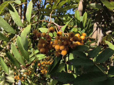 Sorbus arnoldiana "Schouten" - Eberesche-Hybride