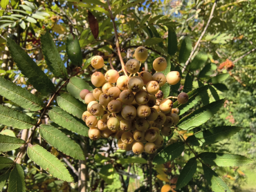 Sorbus arnoldiana "Rose Glow" - Eberesche-Hybride