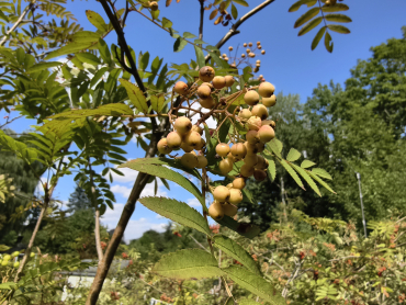 Sorbus matsumurana - Japanische Berg-Eberesche