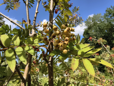 Preview: Sorbus matsumurana - Japanische Berg-Eberesche