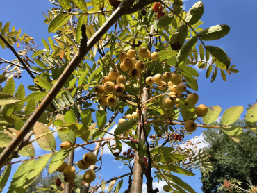 Preview: Sorbus matsumurana - Japanische Berg-Eberesche