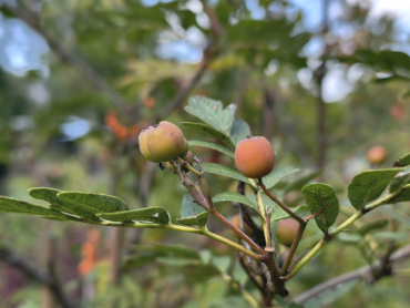 Sorbus meinichii - Nordische Eberesche