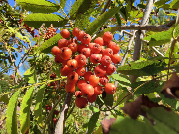 Sorbus aucuparia "Nevezhinskaja" - Edel-Eberesche