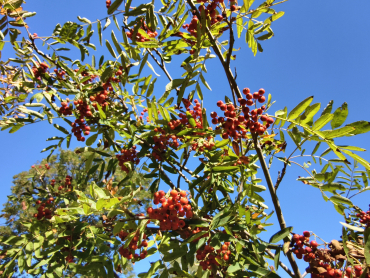 Sorbus aucuparia "Moravskaja Krupnoplodnaja" - Edel-Eberesche