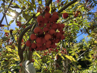 Sorbus aucuparia "Kubowaja" - Edel-Eberesche