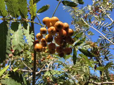 Sorbus aucuparia "Laciniata" - Eberesche
