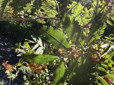 Preview: Sorbus aucuparia "Laciniata" - Eberesche