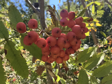 Sorbus aucuparia "Krasnaja" - Edel-Eberesche