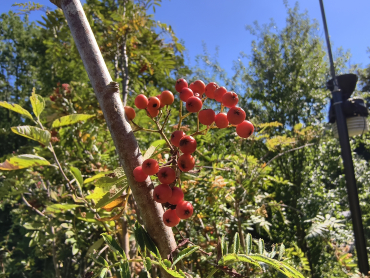 Preview: Sorbus arnoldiana "Vermillon" - Eberesche-Hybride