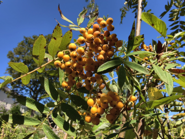 Sorbus arnoldiana "Schouten" - Eberesche-Hybride